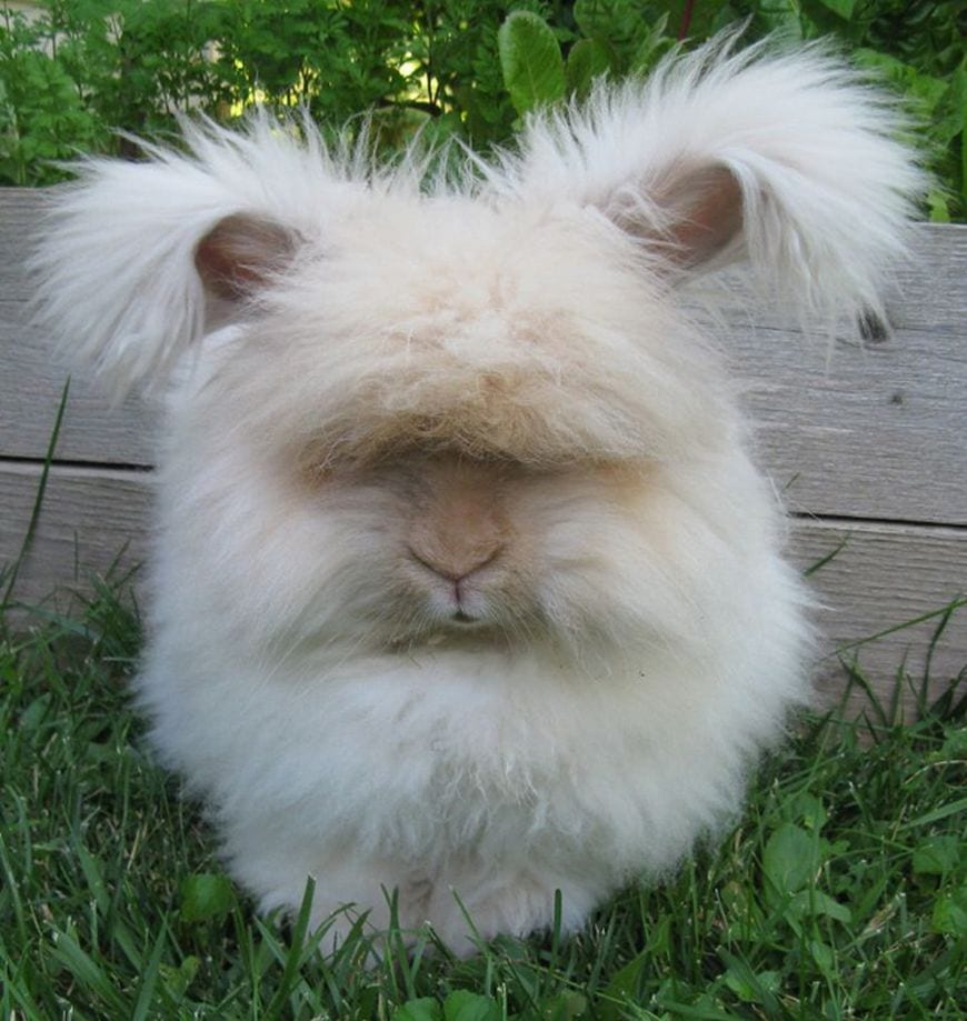 Top 5 Angora Rabbit Breeds - English, Giant, French