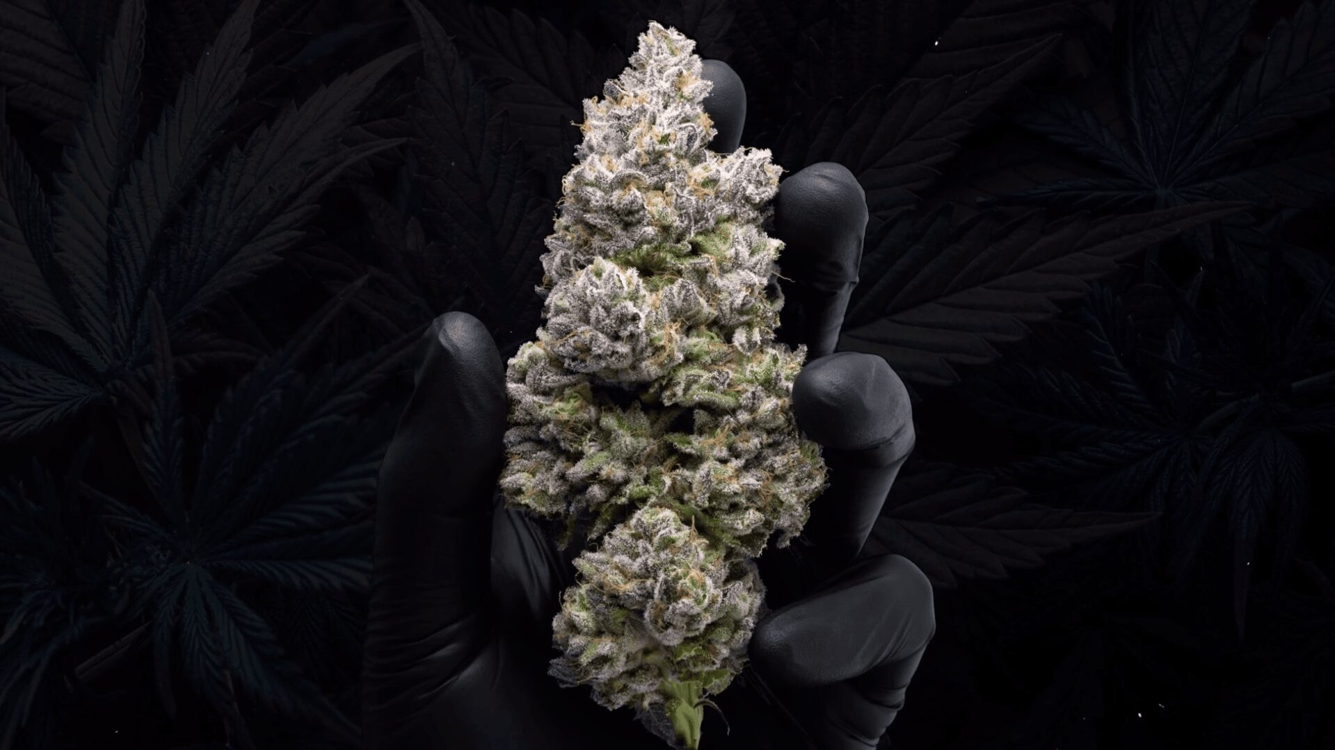 Lemon Cherry Gelato