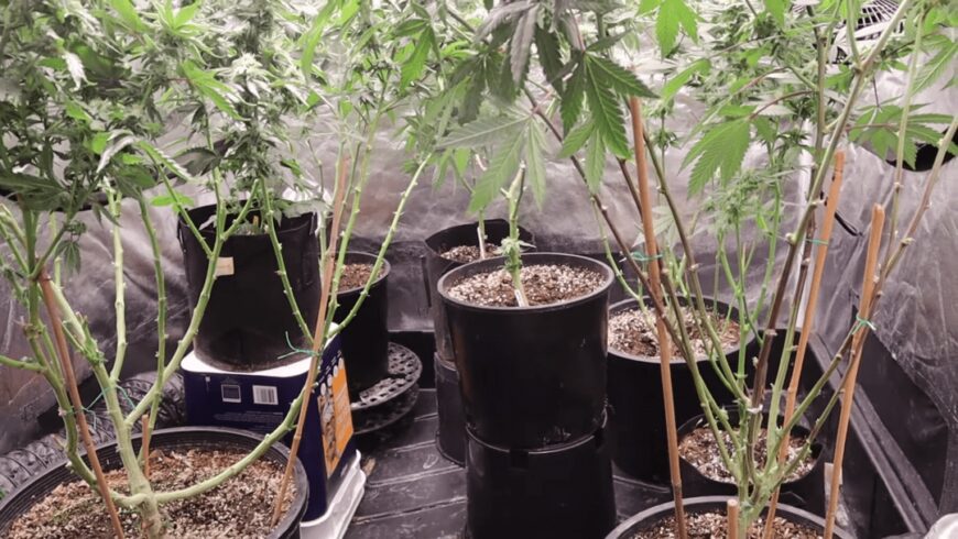 Lemon Cherry Gelato grow